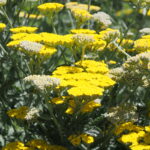 Yellow plant
