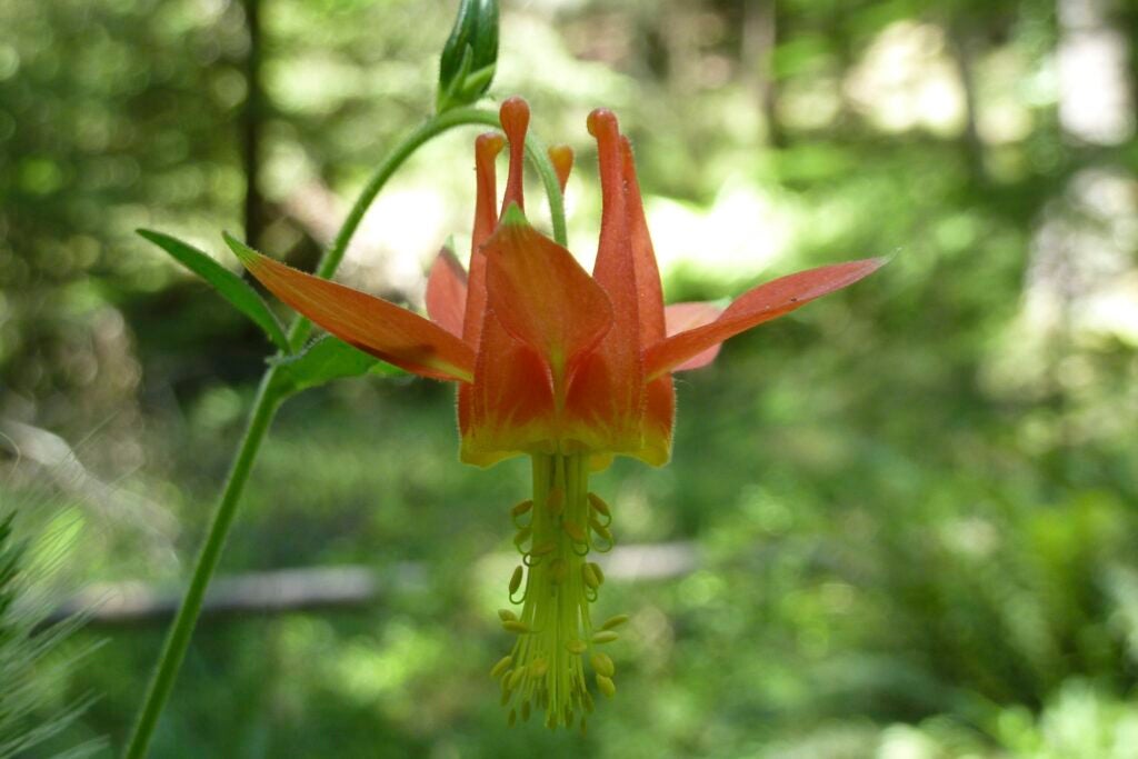 Close up of yellow-centered, red Aquilegia formosa blossom