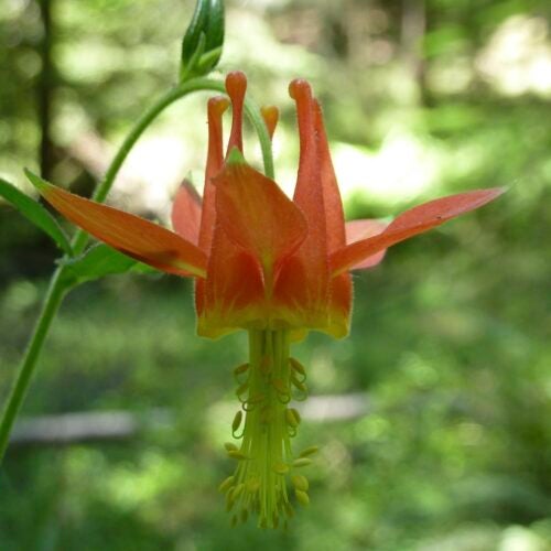 Close up of yellow-centered, red Aquilegia formosa blossom