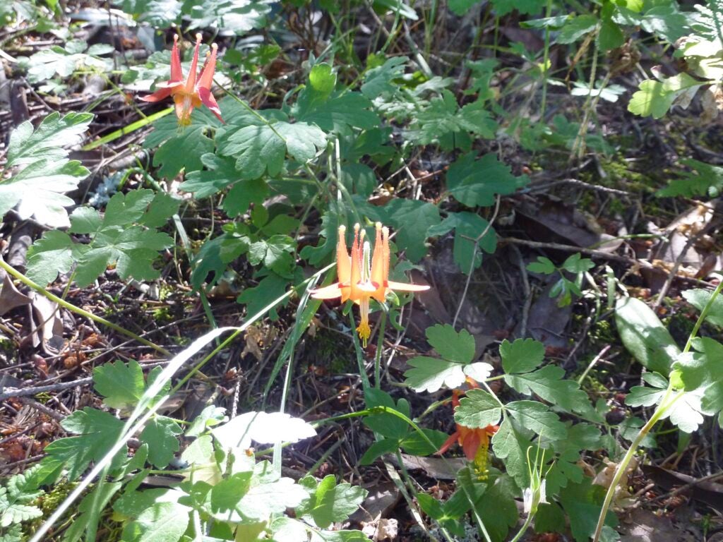 Yellow-centered red Aquilegia formosa flowers bloom above green foliage