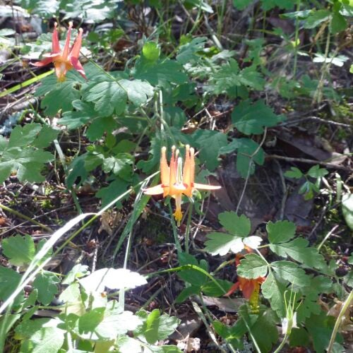 Yellow-centered red Aquilegia formosa flowers bloom above green foliage