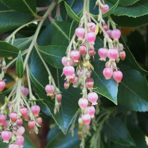 Pink bell shaped flowers amidst green foliage