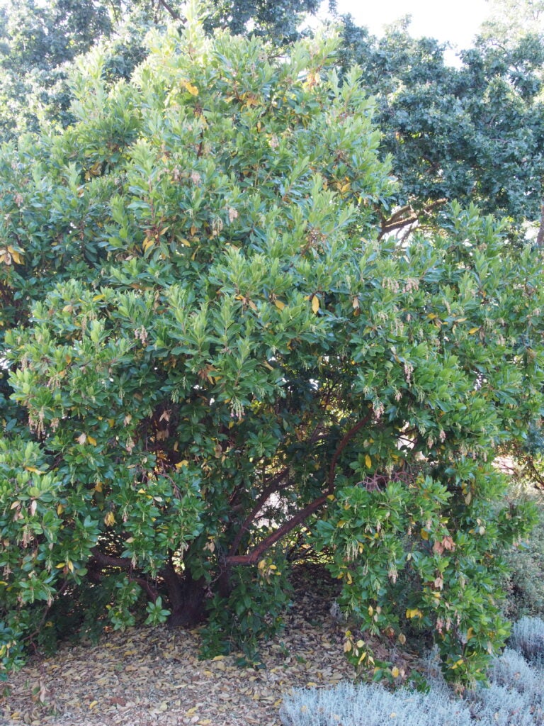 Medium green tree in a garden setting