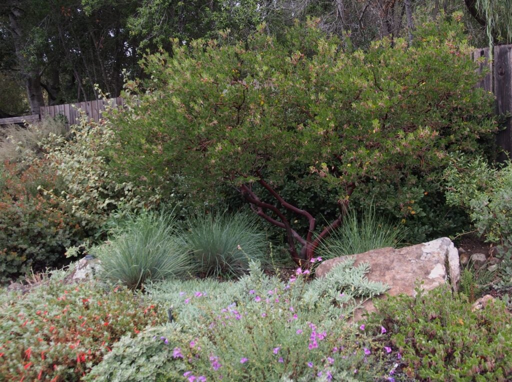 Tree form of manzanita in a natural garden setting