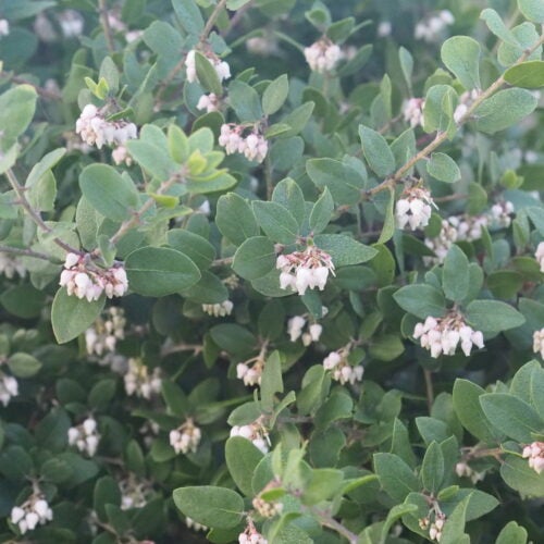 Manzanita foliage with white bell-shaped flowers