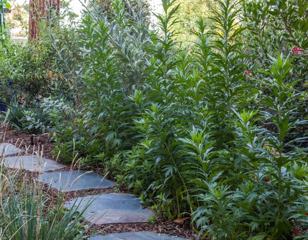 Herbaceous plants growing along a partially shaded stepping stone path