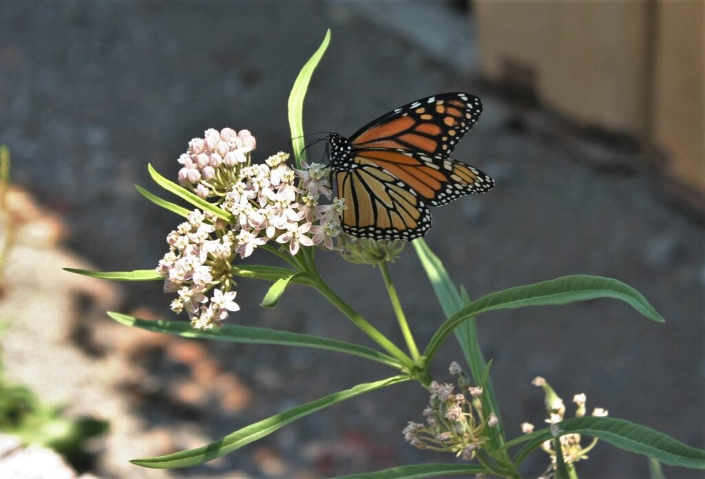 Orange and black monarch butterfly perched on an umbel of pink star shaped small milkweed flowers