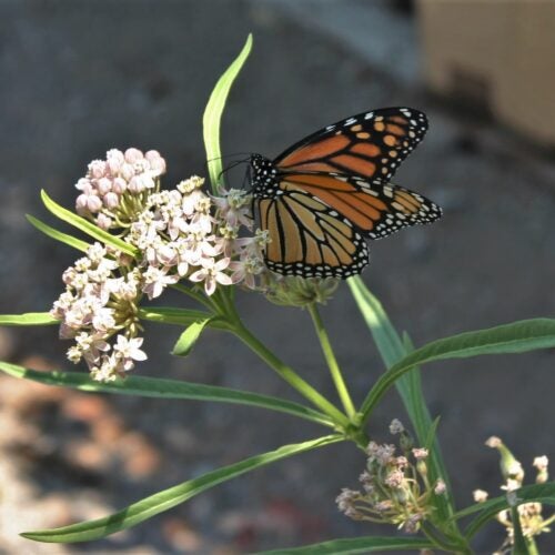 Orange and black monarch butterfly perched on an umbel of pink star shaped small milkweed flowers