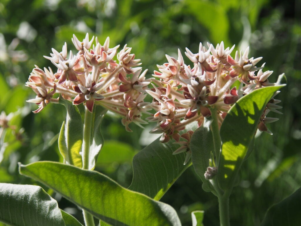 Close up of pink star-shaped umbel milkweed flowers amidst green foliage