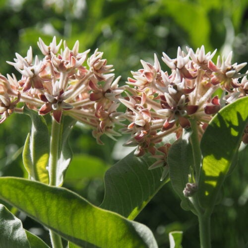 Close up of pink star-shaped umbel milkweed flowers amidst green foliage