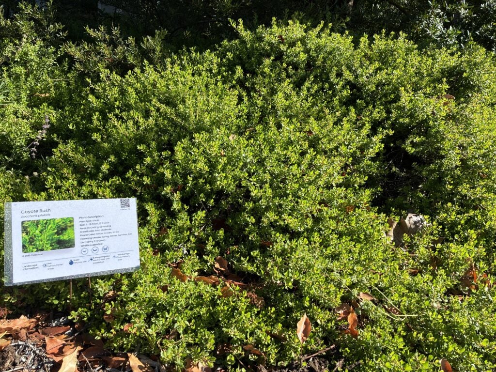 Green groundcover shrub with a 'Baccharis pilularis - Coyote Bush' plant label sign