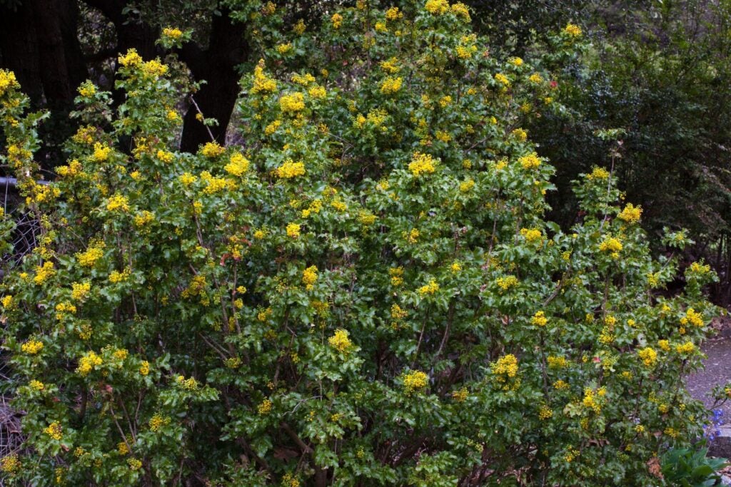 Yellow flowering berberis shrub