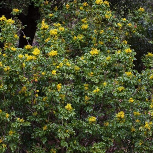 Yellow flowering berberis shrub