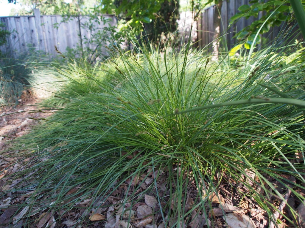 Green bunch grass shown in a backyard natural garden setting