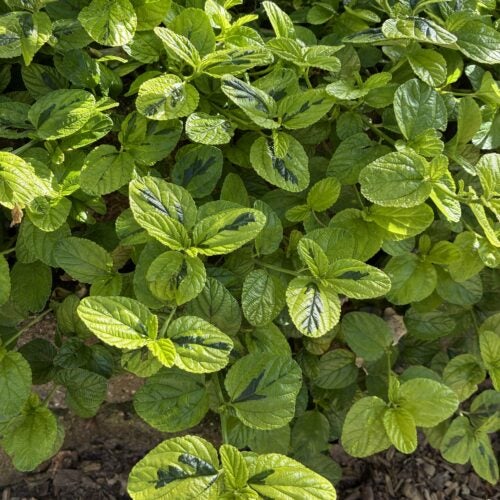 Groundcover Ceanothus plant variety zoomed in on variegated sturdy foliage in a garden setting