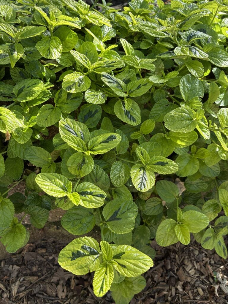 Groundcover Ceanothus plant variety zoomed in on variegated sturdy foliage in a garden setting