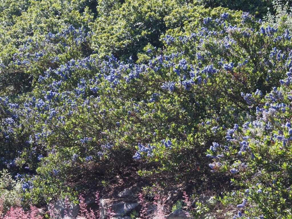 Green shrub with blue flowers in a natural setting