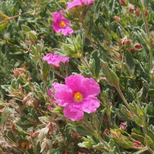 Pink flowers with yellow centers among soft green foliage