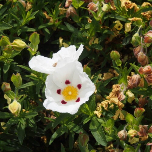 White flower with yellow center bordered by crimson dots, surrounded by soft green foliage