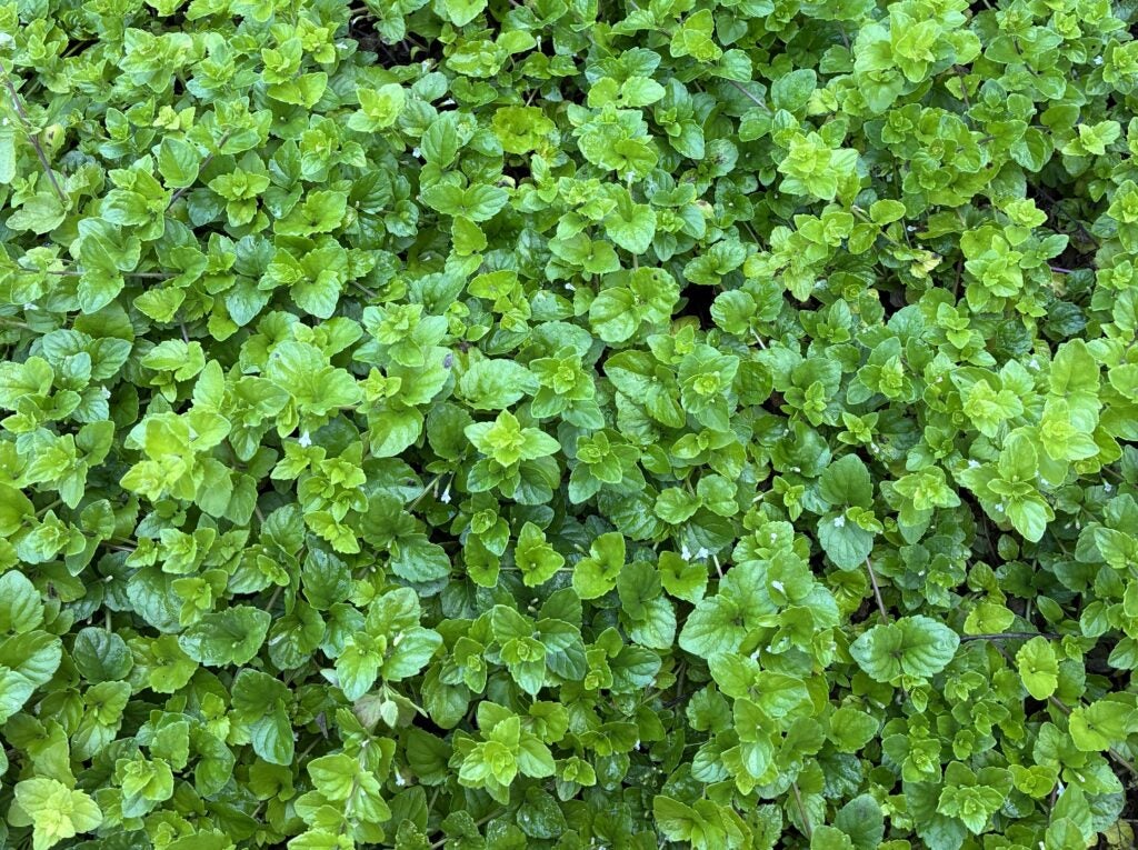 Lush-looking green groundcover plant with heart-shaped leaves and very small white flowers