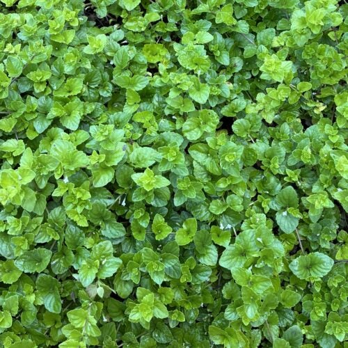Lush-looking green groundcover plant with heart-shaped leaves and very small white flowers
