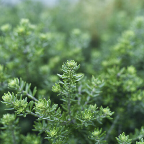 coastal rosemary closeup