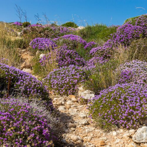 coastal rosemary purple flower