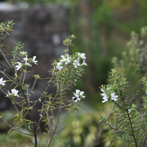 coastal rosemary