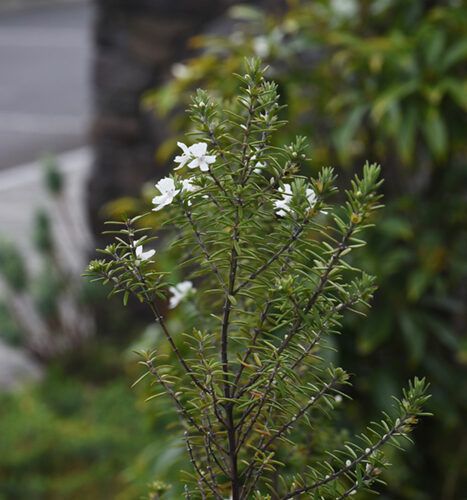 coastal rosemary white flower