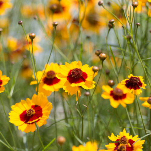 yellow and red coreopsis flower bunch