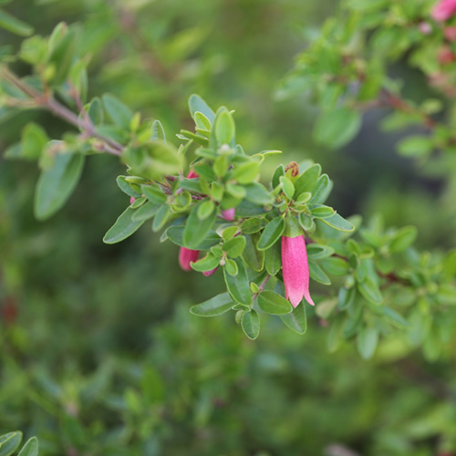 pink bell shaped flower hanging from a tall bush