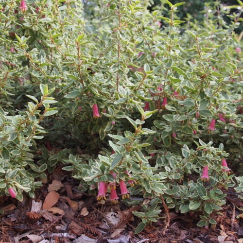 Small shrub with variegated foliage and pink flowers in dappled sunlight