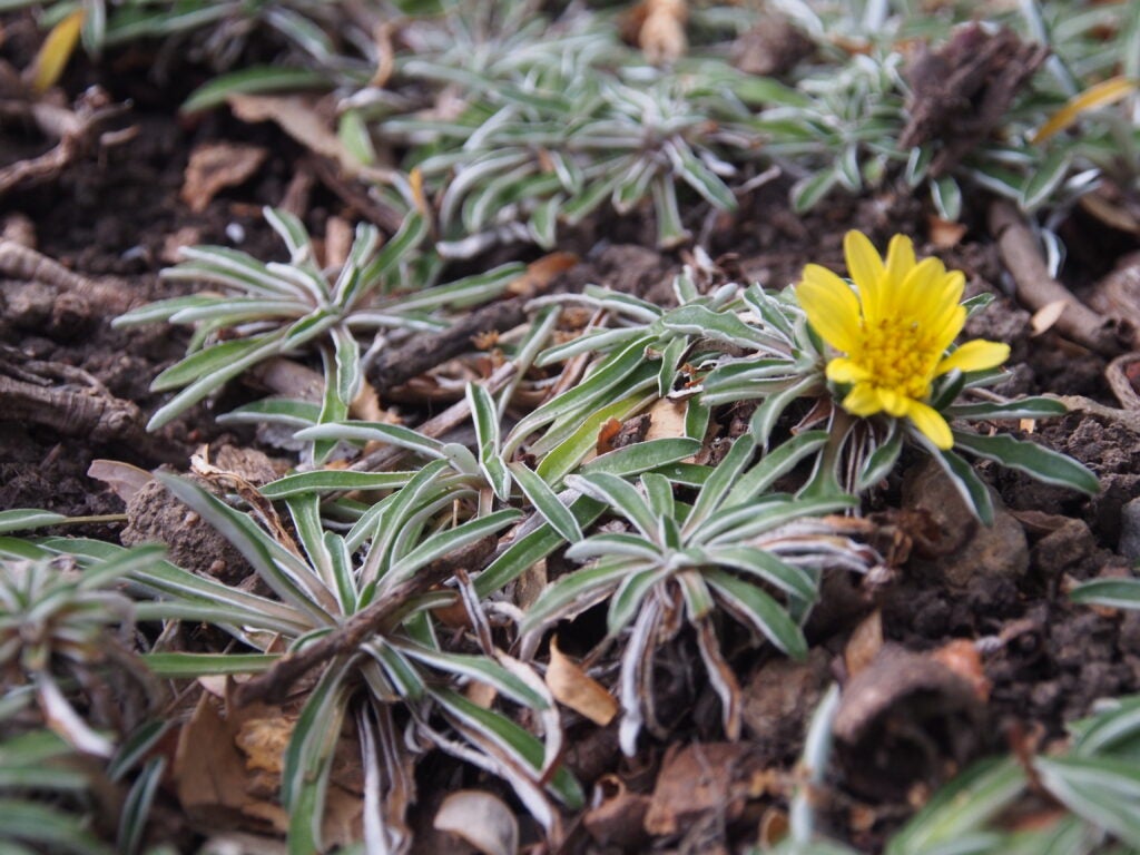 Grayish groundcover plant with a yellow daisy-like flower blooming