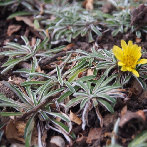 Grayish groundcover plant with a yellow daisy-like flower blooming