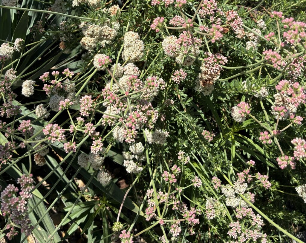Dense clusters of white and pinkish flowers bloom amid drought tolerant green foliage