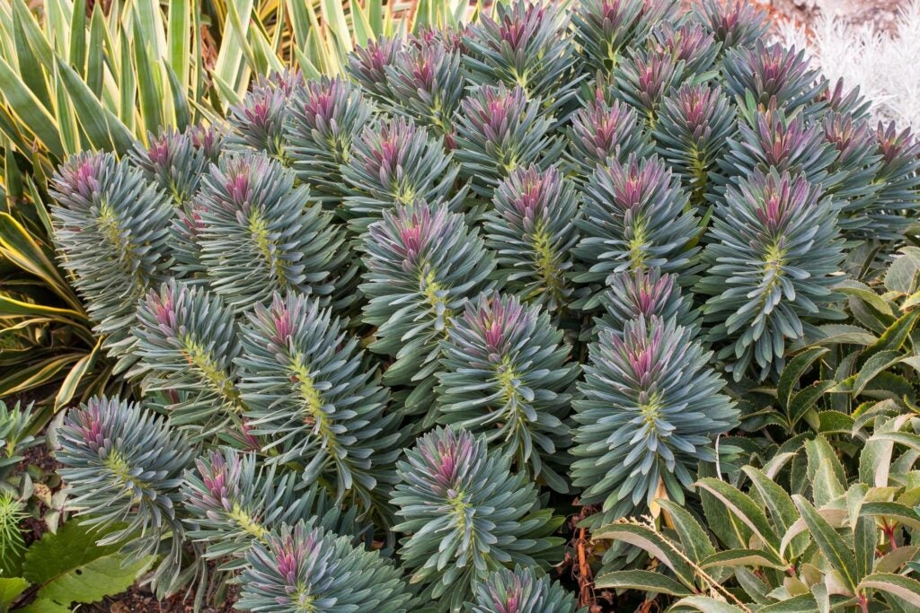 Pinkish purple foliage of a euphorbia plant