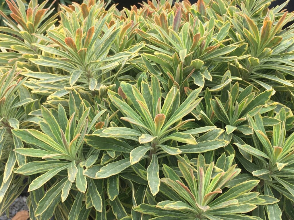 Variegated yellow and green foliage of a euphorbia plant