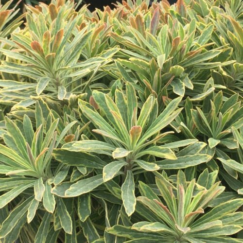 Variegated yellow and green foliage of a euphorbia plant