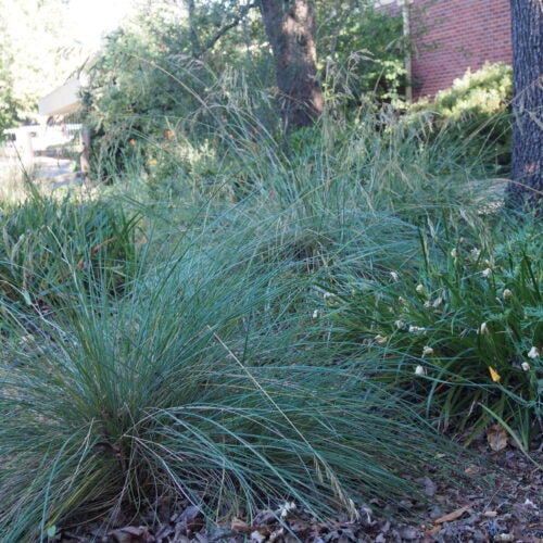 Blueish green bunch grasses under a tree