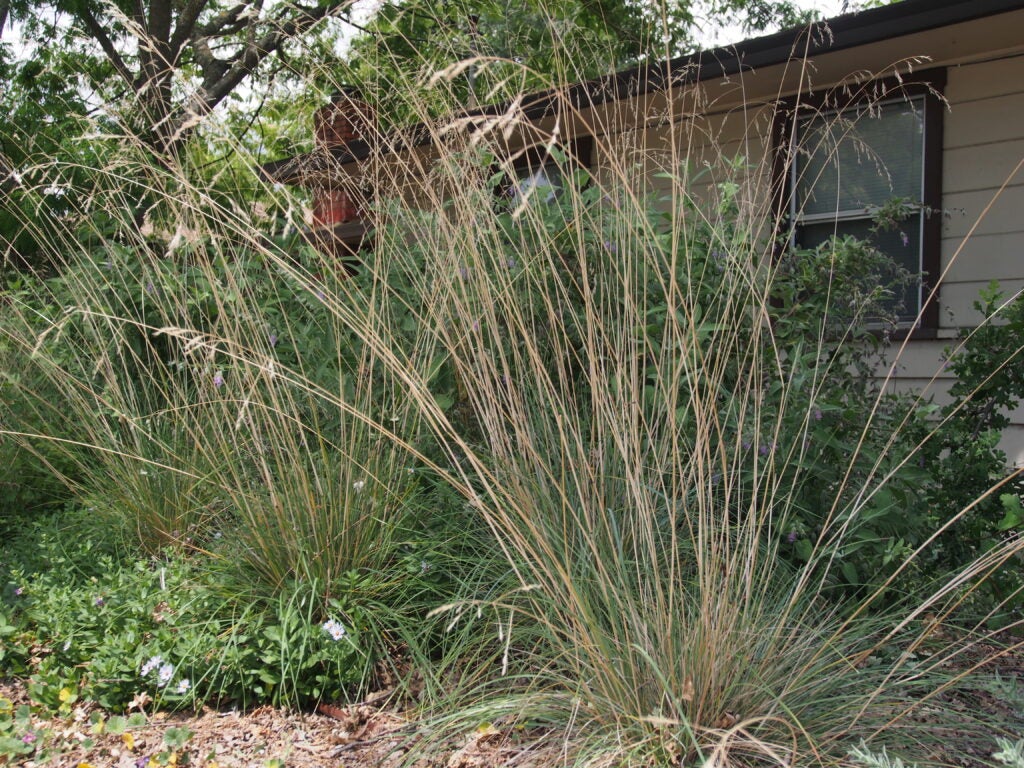 Bunch grasses with light tan flower stalks rising above them in front of a home