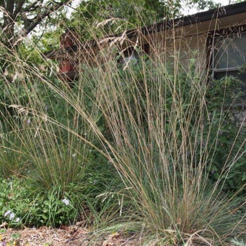 Bunch grasses with light tan flower stalks rising above them in front of a home