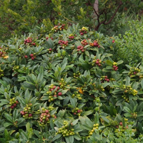 Dense shrub covered with clusters of green and red berries among glossy green leaves in a natural setting.
