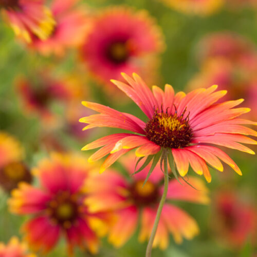 gaillardia red flower with yellow edges