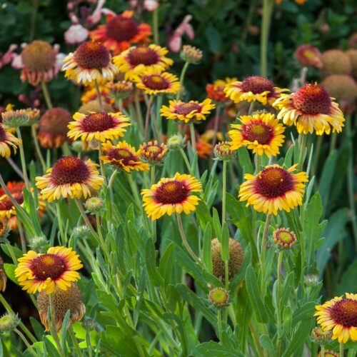 Yellow daisy-like flowers with red centers