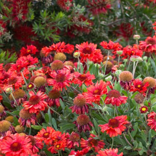 Red daisy-like flowers
