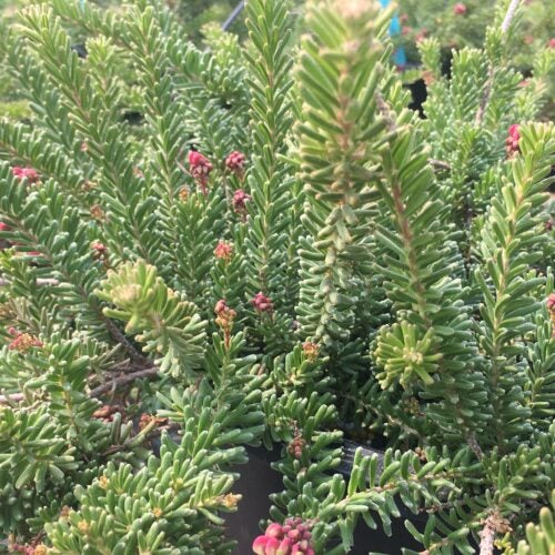 Close up of groundcover plant with soft needle like foliage and pinkish red small flowers