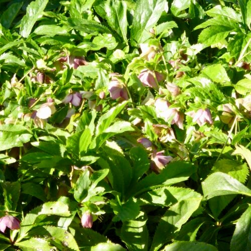 Green foliage and pink flowers in dappled sunlight in a garden setting