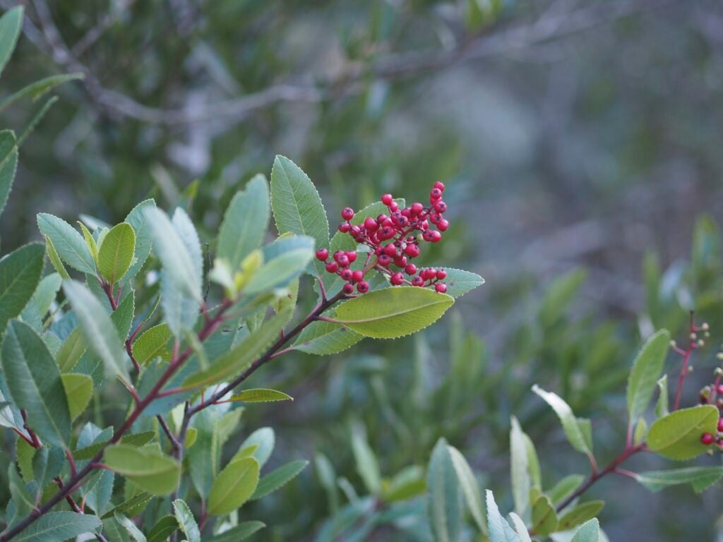 Red toyon berries amidst green foliage