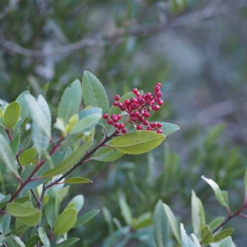 Red toyon berries amidst green foliage