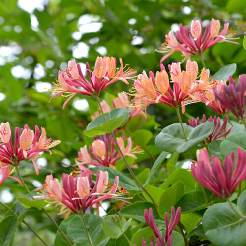 pink honeysuckle bloomed flowers